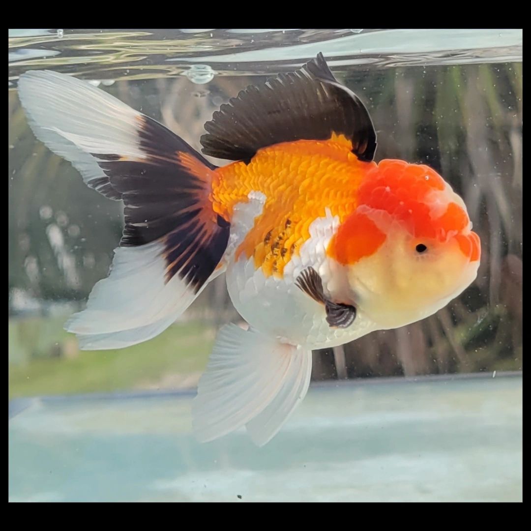 1 Piece ???800 Tri Color Oranda Goldfish